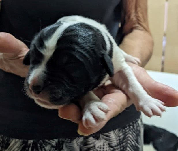 De La Fontaine Du Ganeou - Landseer type continental europeen - Portée née le 18/08/2023